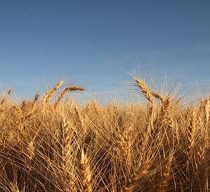 Wheat from the Golden Triangle of Montana